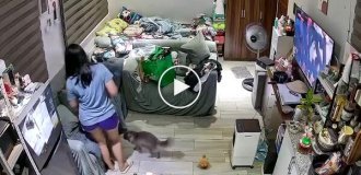 Кіт раптово напав на господарку