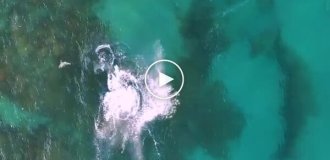 Incredible footage from a drone: a four-meter shark ate a smaller fellow