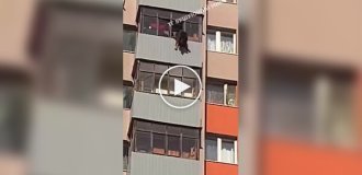 Собака выпала с балкона в Подмосковье