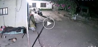 Леопард стягнув пса з-під носа господаря