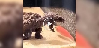 Как каймановая черепаха охотится с помощью языка-приманки