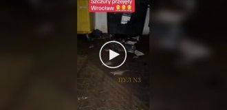 Rat infestation in a Polish city