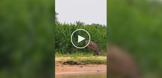 Everyone loves capybaras