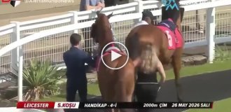 Лошадь мощно лягнула девушку во время прямой трансляции на британском ипподроме