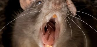 Rat Bites Bedridden Pensioner's Finger (4 photos)