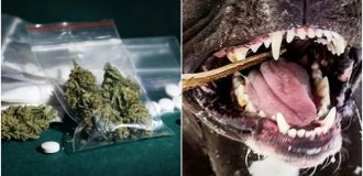 В Ванкувере поймали собак-наркоманов (3 фото)