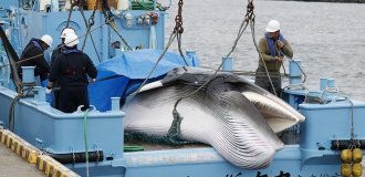 The national complexes of the Japanese doomed whales to death (6 photos)