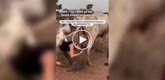 A traveler dared to wash her hair with cow urine