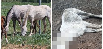 Fifty horses were starved to death at a stud farm in the Stavropol region (2 photos + 4 videos)