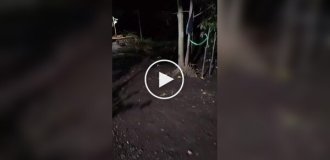 Бездомний собака переміг нападника на неї леопарда