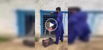 An attempt to feed a lion turned into a tense situation