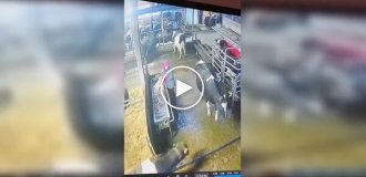 Корова вирішила дати відсіч працівниці ферми