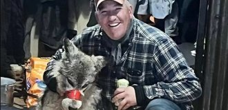 An American brought a wounded wolf to a bar (8 photos + 2 videos)