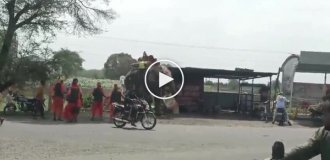 Кінь напав на слона в Індії