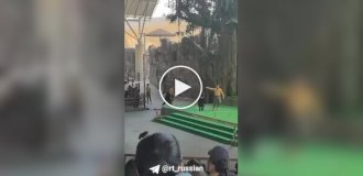 Ведмідь напав на дресирувальника під час шоу в сафарі-парку в Китаї