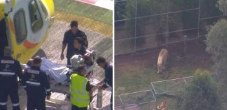 A lion bit off a woman's arm in an Australian zoo (4 photos + 1 video)