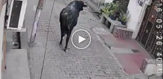 Santa attacked a bull and was punished