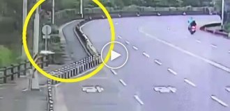 Мавпа на швидкісній автостраді влаштувала курйозну ДТП