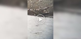 Крокодил з акуленком у пащі потрапив на відео