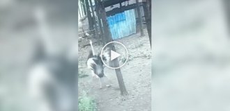 Страус напав на жінку