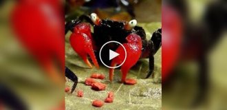 Филиппинская фудблогерша умерла, наевшись ядовитых морских гадов для роликов