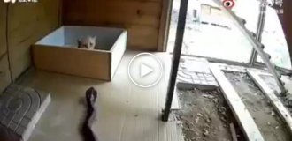 A cat saves her kittens from a cobra attack