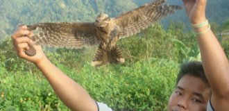 Mysterious bird suicides in an Indian village (6 photos)