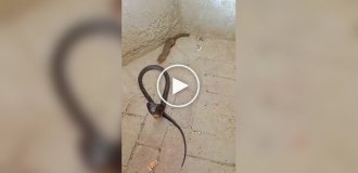 Мангуст против кобры — скорость, рефлексы и иммунитет к яду