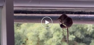 Woman films spider eating mouse