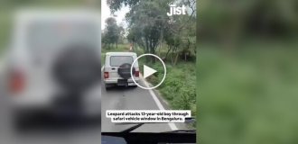 Леопард ранил мальчика в Индии