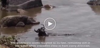 The appearance of a crocodile saved the life of an antelope Gnu