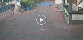 Wild boar attack in India