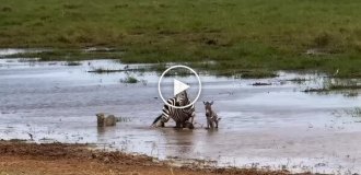 Зебра с детенышем отбились от леопарда