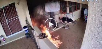 Пес чудом выжил, после атаки микрокредитора, бросившего коктейль Молотова