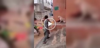 У Сирії школярі знущалися з собаки за допомогою вувузелів