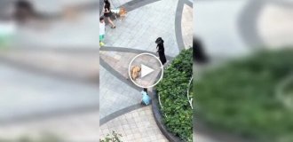 Seven-year-old girl tries to break up a dog fight