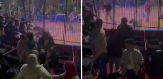 In Egypt, a tiger bit off the hand of a circus worker during a show (1 photo + 2 videos)
