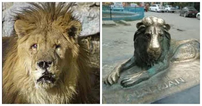 Memorial of the lion Marjan and his sad story (8 photos + 1 video)