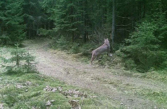 8 seconds of a deadly battle: a camera trap captured a fight between a wolf and a lynx (7 photos)