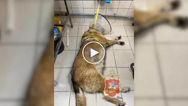 A man stabbed a dog in Russia