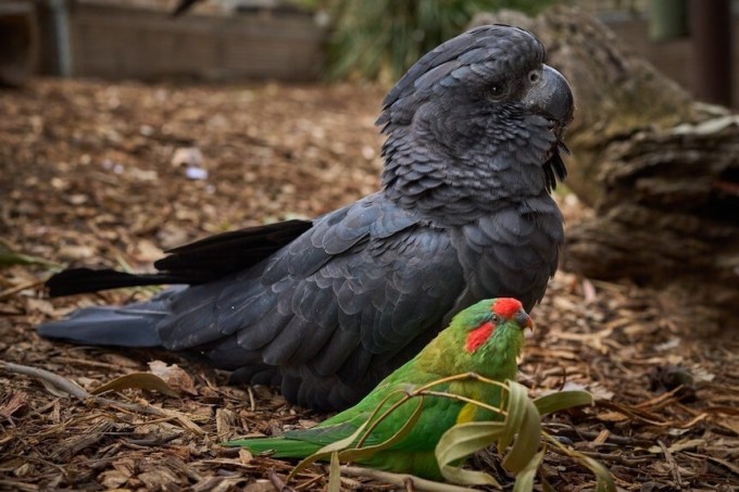 Two very different parrots became best friends (5 photos + 1 video)