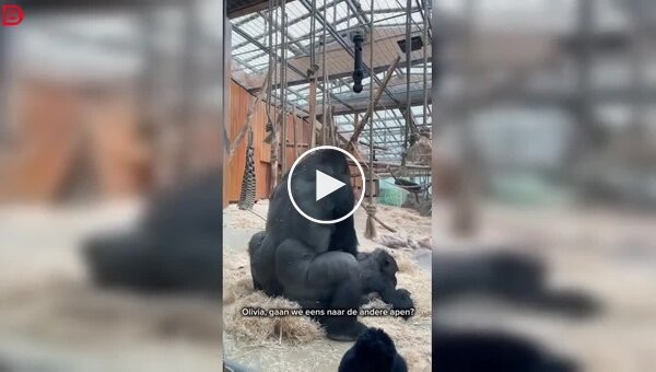 Антверпенский зоопарк решил показать природу без цензуры