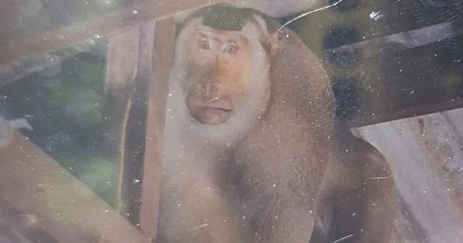 В Таиланде дикая мартышка загрызла пенсионера (5 фото)