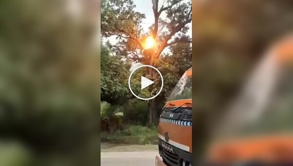 Boy climbed a tree with high-voltage wires