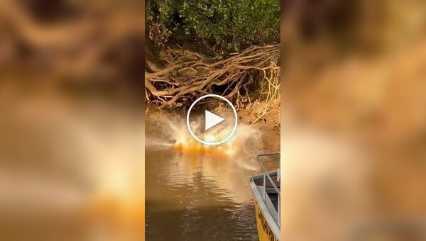 Ягуар атакует аллигатора: туристы стали свидетелями редкой сцены