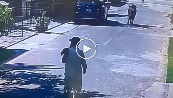 «Слабоумие и отвага»: мужчина встал на пути быка