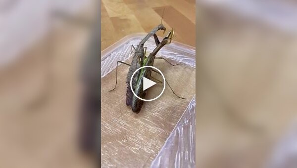 Вот и вся любовь