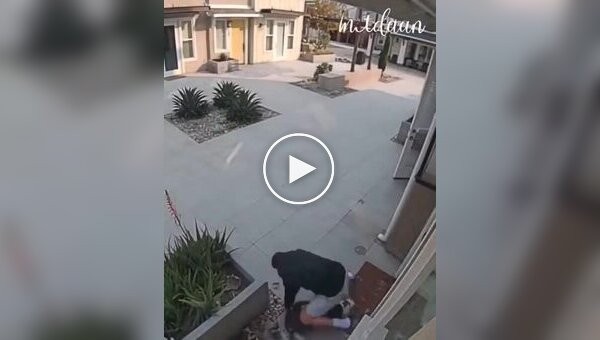 A man saves a cat from a pit bull attack