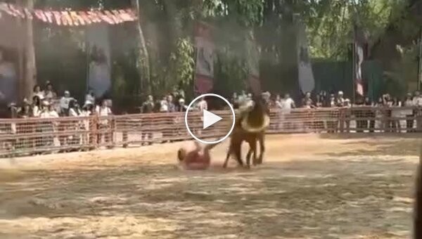 Лошадь протащила артистку по земле во время туристического шоу