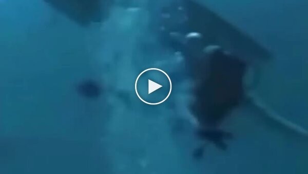 A tiger shark bit a diver on the head